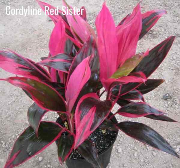 Wachsen Cordyline Red Sister Wie man sich um die rote Schwesterpflanze kümmert