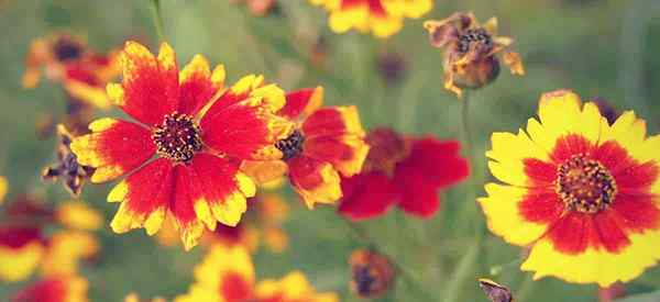 Como aumentar a flor CoreOpsis em sua paisagem