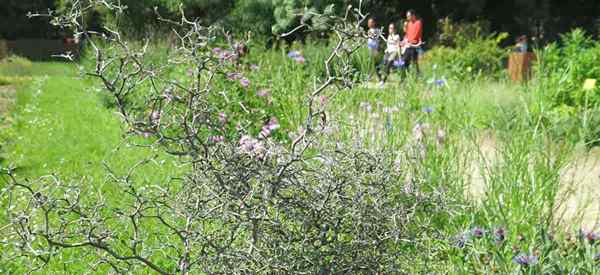 Cara merawat dan menumbuhkan semak Corokia Cotoneaster