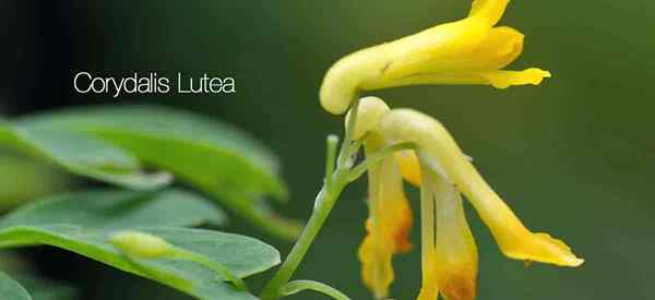 Corydalis lutea, jak rosnąć i dbać o żółte corydalis