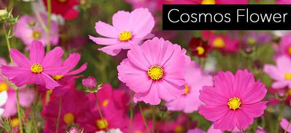 Cosmos Flor Crescendo e cuidando da planta de Cosmos [como]