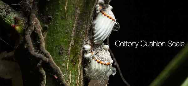 Escala de almofada de algodão Aprenda a controlar este bug de escala de plantas