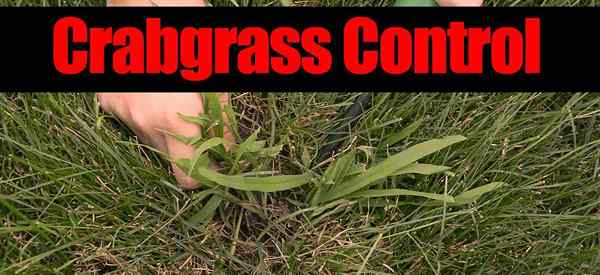 Crabgrass mengawal cara kering