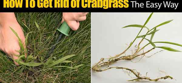 Bagaimana menyingkirkan crabgrass… cara mudah?