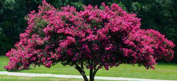 Crepe Myrtle Care Conseils sur la culture du myrte de la crêpe