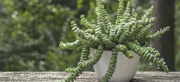 Crassula perforata [cadena de botones] Planta de collar de cultivo y cuidado