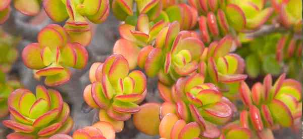 Crassula plantas una variedad de suculentas interesantes, tamaño, forma fácil de cuidado