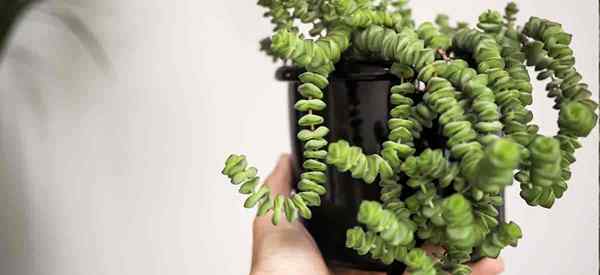 Comment s'occuper de Crassula Rupestris | La vigne du collier de bébé