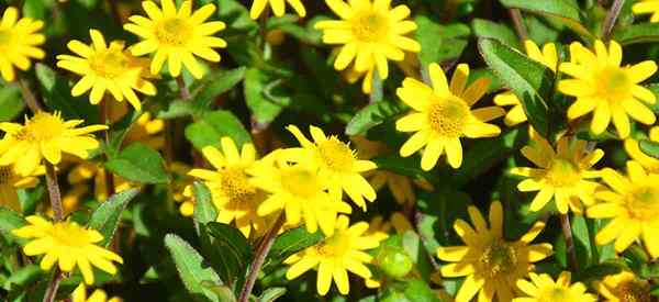 A zinnia rastejante se importa com o cultivo da Sanvitalia