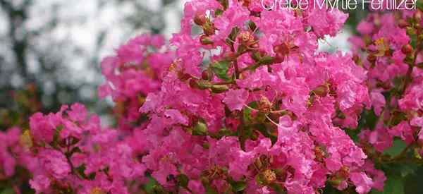 Wann und wie man Crepe Myrtles befruchtet