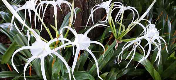 Petua Penjagaan Crinum Asiaticum Mengenai Tumbuh Lily Crinum Putih