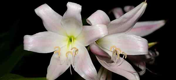 Crinum latifolium Como crescer e cuidar da lírio da aranha