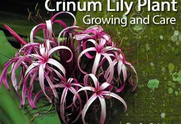 Crinum Lily Lampen wie man sich um Crinum -Lilien kümmert