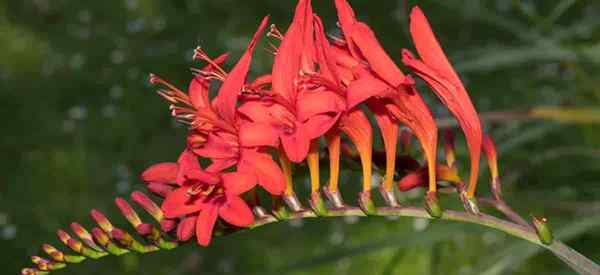 Crocosmia Bulbs Care como cultivar Montbretia Lúcifer Planta