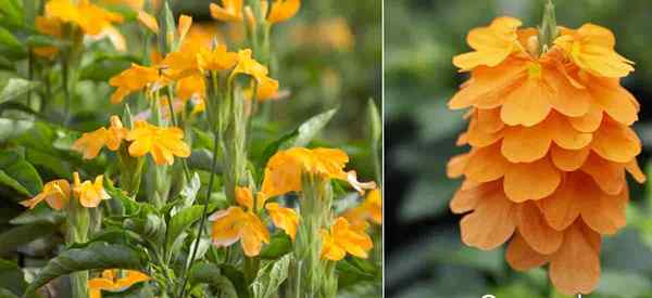 Crossandra Plant Care Tipps zum Anbau der Feuerwerkskörperblume