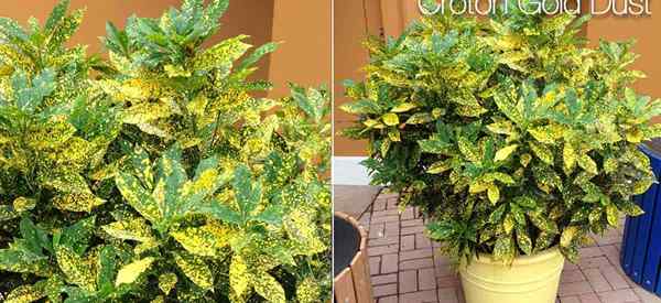 Poeira de ouro Croton Care como cultivar Codiaeum variegatum