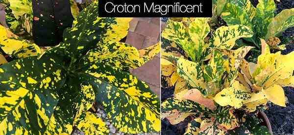 Croton Magnificent Care Growing consejos para Croton variegatum 'magnífico'