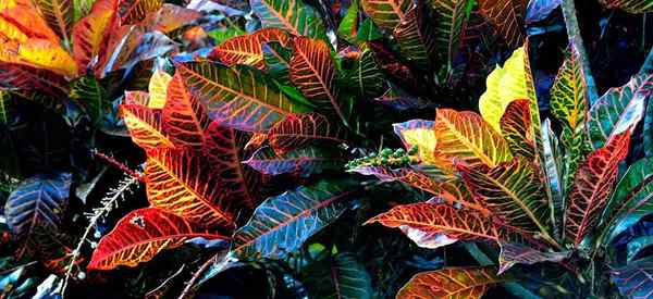 Croton Petra Care cultivando plantas Petra Croton