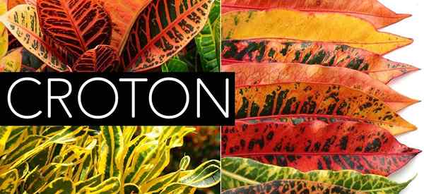 Croton Plant Care Aprenda a cultivar las coloridas plantas Codiaeum