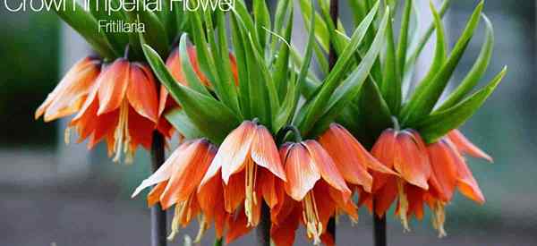 Cultivar la flor imperial de la corona (Fritillaria) en su jardín