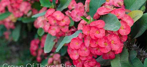 Euphorbia Milii Corona de la planta de espinas [Guía de crecimiento]