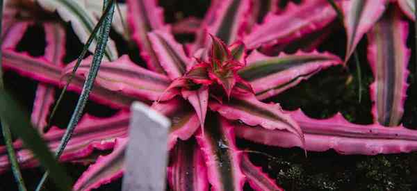 Bromeliad Cryptanthus Care | Rosnące rośliny gwiazdy Ziemi