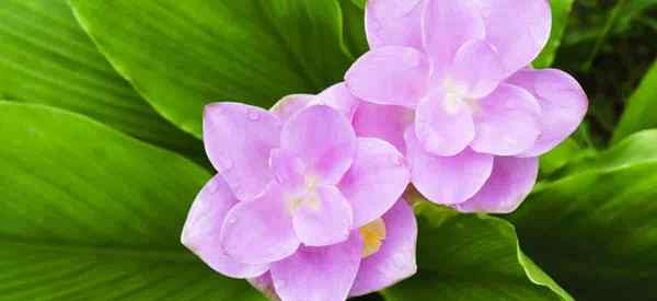 CURCUMA PLANT CUIDO tudo sobre o cultivo de açafrão comum