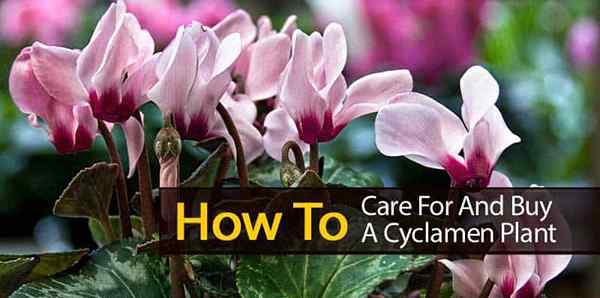 Cyclamen Care Conseils sur les plantes de cyclamen en croissance