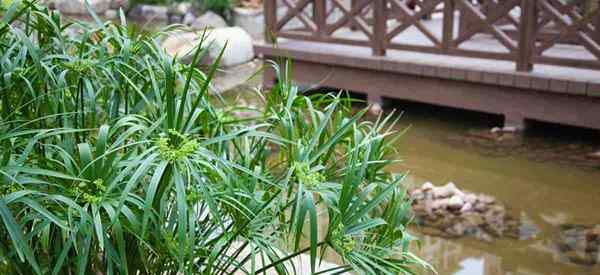 Cyperus alterifolius Care Tips na temat uprawy papirusa parasolowego