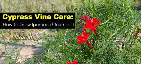 Penjagaan Vine Cypress Cara Menanam Ipomoea Quamoclit