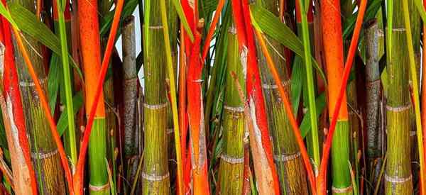 Lipstick Palm Care Cómo cultivar Cyrtostachys Renda