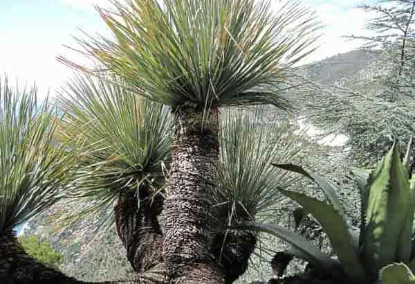 Dasylirion acrotrichum cultivando a planta de colher deserta