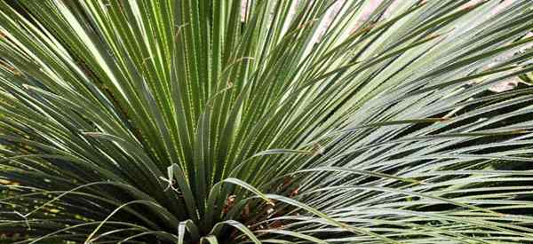 Dasylirion wheeleri cuidados Aprenda dicas sobre as plantas de colher deserta em crescimento