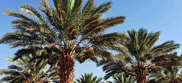 Comment faire pousser le palmier de datte comestible
