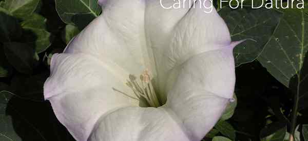 Wie man wächst und für den Datura Fower und die Pflanze sorgt