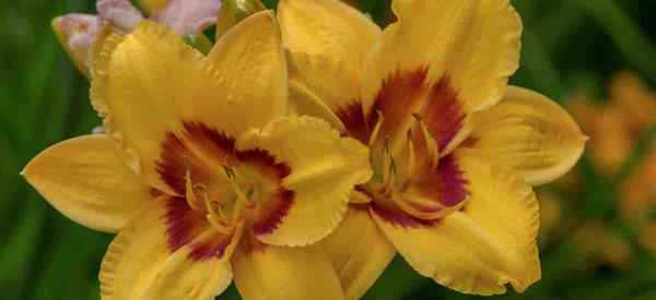 Daylilies yang semakin meningkat untuk warna midseason