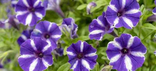 Tips untuk dan Cara Deadhead Petunias