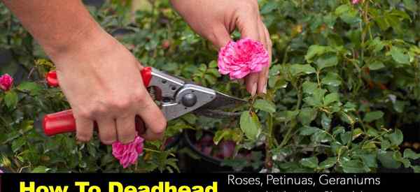 Consejos para rosas de flores muertas, petunias, geranios y por qué deberías