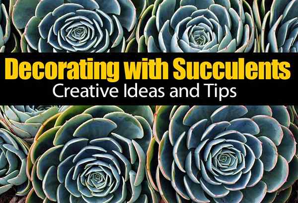 Decorar con suculentas - ideas y consejos creativos
