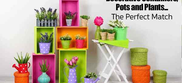 Pots et plantes de contenants décoratifs le match parfait