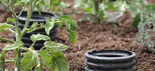 Wie man Tomatenpflanzen tiefe Wasser