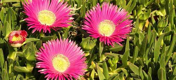 Cuidando de Delosperma Cooperi