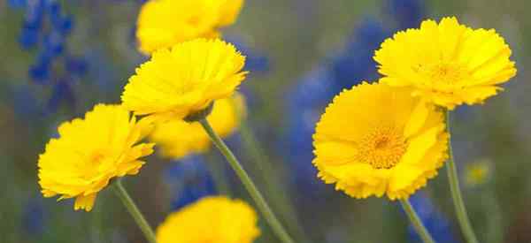 Pelajari cara menumbuhkan gurun marigold