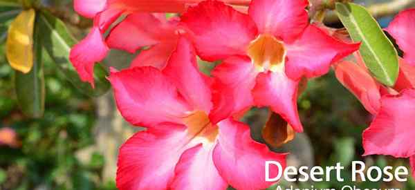 Desert Rose Care como cultivar plantas de adenium obesum