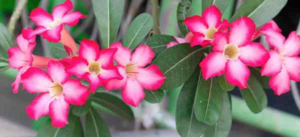 Désert rose toxique sont des roses désertiques toxiques ou toxiques?