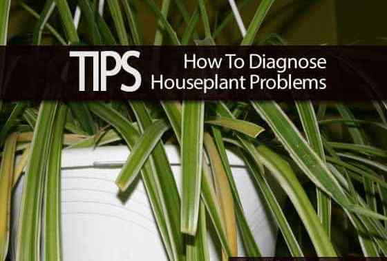 Tips tentang Cara Mendiagnosis Masalah Houseplant