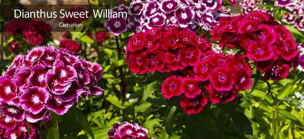 Dianthus cómo cuidar la dulce flor de William