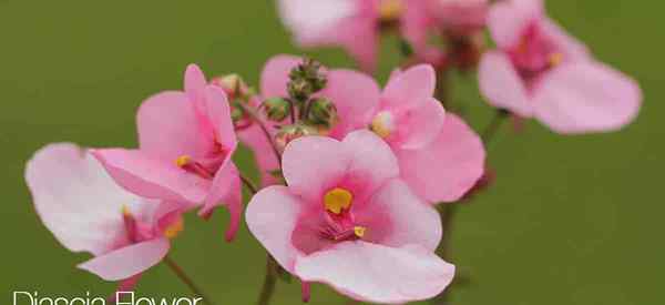 Cara Tumbuh dan Menjaga Bunga Diascia (Twinspur)