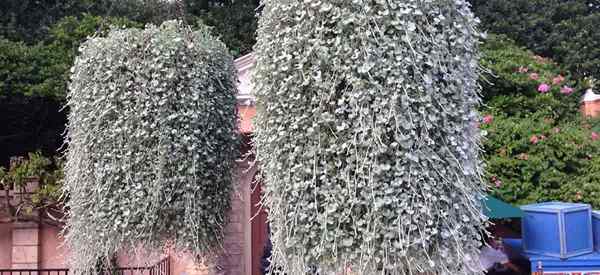 Dichondra -Pflege, die die Bodenbedeckung oder die hängende Korbanlage baut