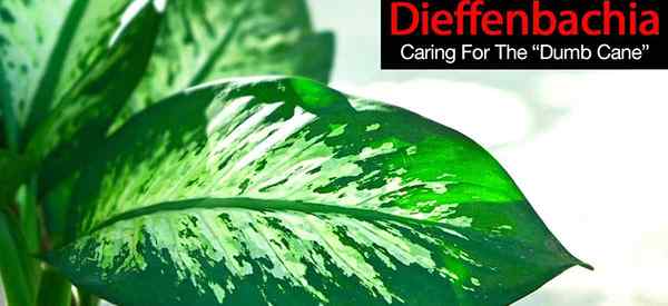 Dieffenbachia Care cultivant la plante de canne muette